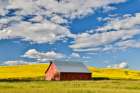 USA, Washington State, Palouse. Canola field and red barn Art Print